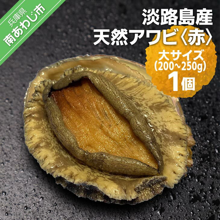 【ふるさと納税】 ふるさと納税 bbq 【花光】淡路島産天然アワビ(赤)大サイズ1個