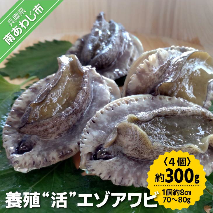 【ふるさと納税】【中尾満男水産】【淡路島産】養殖”活”エゾアワビ4個 約300g (1個約8cm 70～80g)