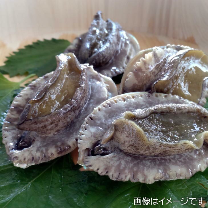 【ふるさと納税】【中尾満男水産】【淡路島産】養殖”活”エゾアワビ4個 約300g (1個約8cm 70～80g)