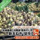 長期不在、転居等でお受け取りいただけない場合、再送はいたしかねます。 淡路島の春の香りを一早くお届けします。ベテランのおばちゃんたちと一丸となって頑張ってま〜す。この時期には珍しく、重みがのってます。12月から出荷していて粒が揃って来ました。自分の経験上、乾燥に一手間掛けているこだわり（ザ・玉葱職人）！いろいろな料理に使って頂けると嬉しいです。 ※お礼の品・配送に関するお問い合わせは 栄福農園（電話：090-8939-9748）までお願いします。 製品仕様 名称 【栄福農園】新玉ねぎ　淡路島　南あわじ市　5kg　早生　◆配送4月中旬〜5月下旬 内容量 新玉ねぎ　5kg※2Lサイズ前後でお届けします。 消費期限 玉ねぎ：冷暗所で約2週間程度 注意事項・その他 ※返礼品は無くなり次第終了とさせて頂きます。 発送方法 常温 販売者 栄福農園090-8939-9748