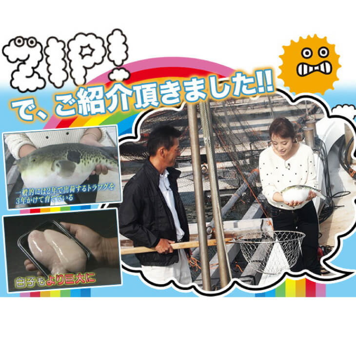 【ふるさと納税】【若男水産】【淡路島3年とらふぐ】丸ごと1匹身欠き白子