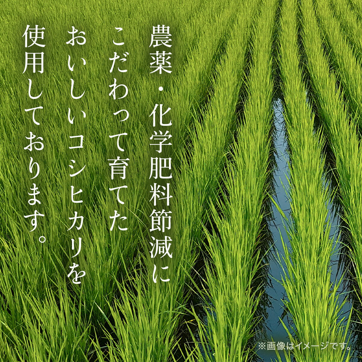 【ふるさと納税】木村義昭さんの炊飯器で発芽する玄米 3合×6袋セット 減農薬 発芽玄米 玄米 コシヒカリ お米 おこめ ご飯 ごはん 米 こめ コメ 国産 国産米 胚芽つき精米 精米 兵庫県 朝来市 AS2BC3