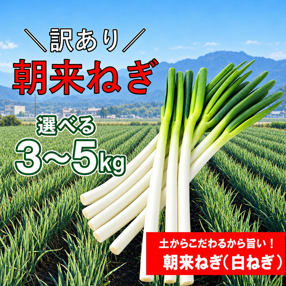 訳あり 朝来ねぎ 白ねぎ 曲がり 太さ無選別 長さ無選別 3kg・5kg L〜2Lサイズ 箱入り[AGRI CREW 株式会社] 朝来ねぎ ねぎ ネギ 葱 新鮮 国産 甘い 太い 柔らかい 香り豊か 鍋 焼きねぎ すき焼き 朝来市