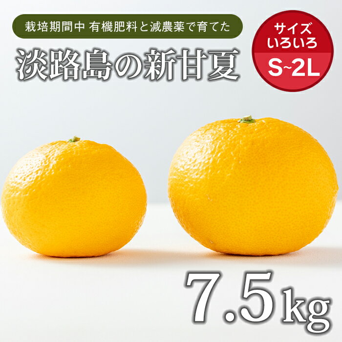 【ふるさと納税】片山農園の淡路島産新甘夏7.5kg【サイズいろいろS〜2Lサイズ】