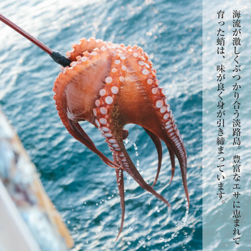 【ふるさと納税】淡路島産地蛸使用 生たこ飯 2合用×3袋セット　[タコ飯の素 蛸飯 たこめし 素 簡単調理 炊き込みご飯]