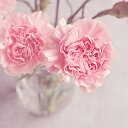 【ふるさと納税】淡路島のお花カーネーションの花束(25~30本)