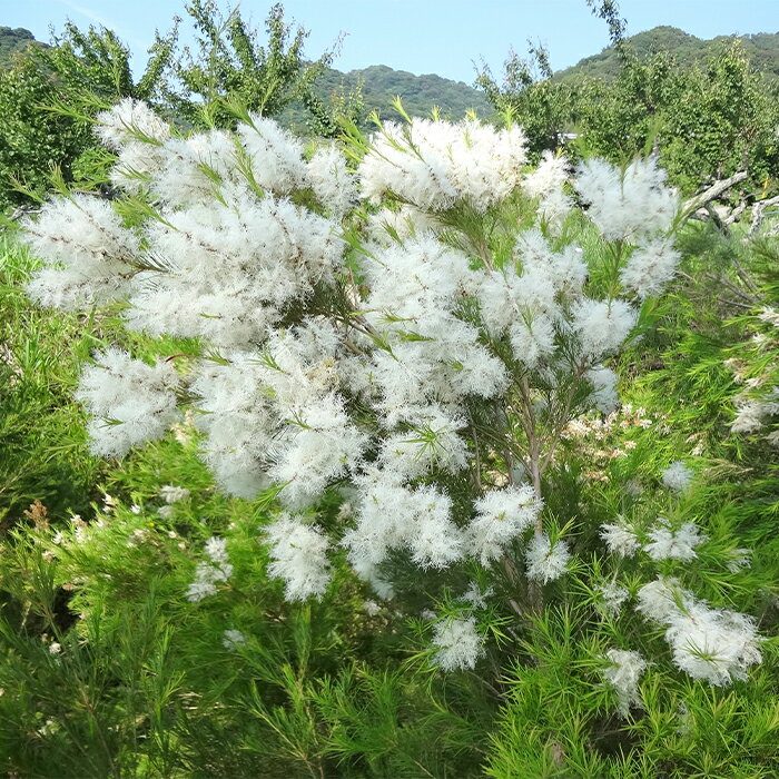 【ふるさと納税】淡路島産エッセンシャルオイルSuu3本Dセット