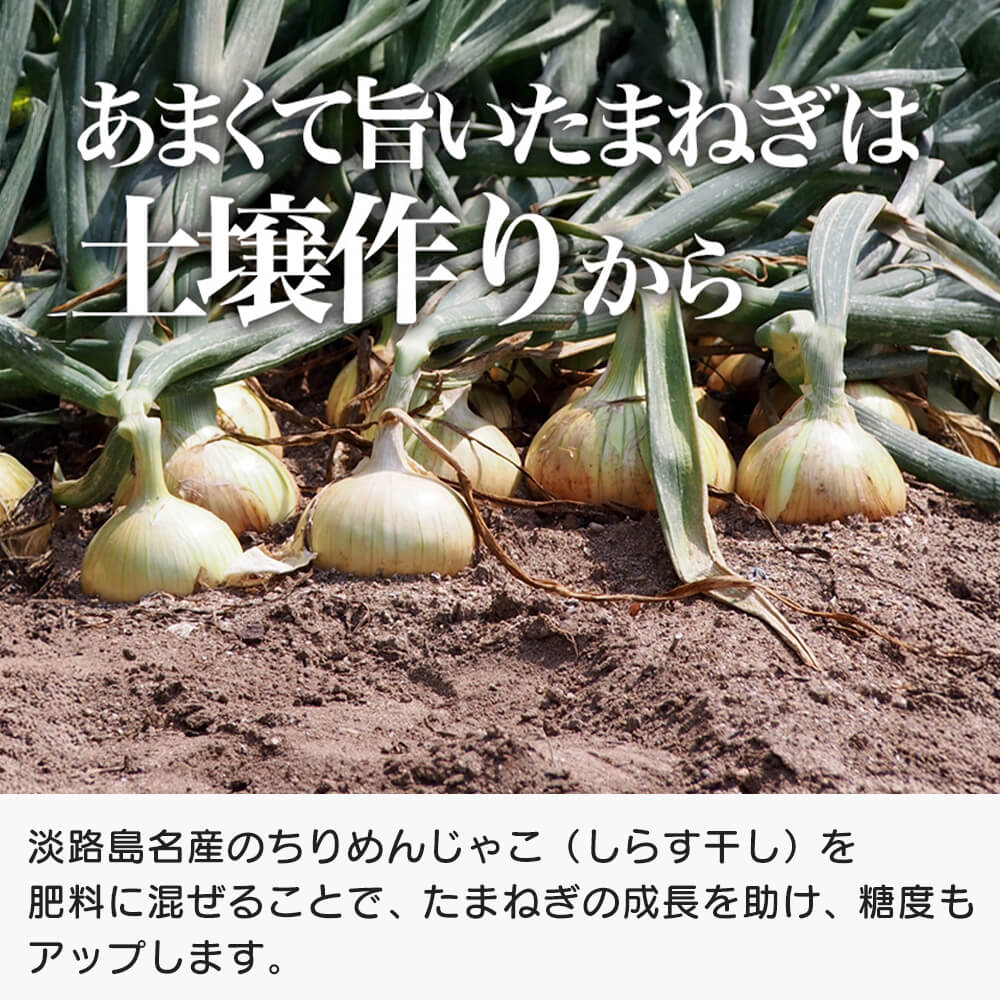 【ふるさと納税】道の駅あわじ厳選新玉ねぎ5kg【発送時期2026年5月頃】