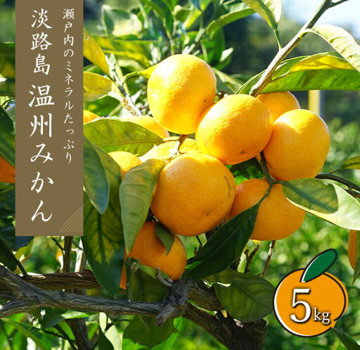 【ふるさと納税】温州みかん 5kg サイズ色々S・M・Lミックス 【ふるさと納税】温州みかん 5kg サイズ色々S・M・Lミックス