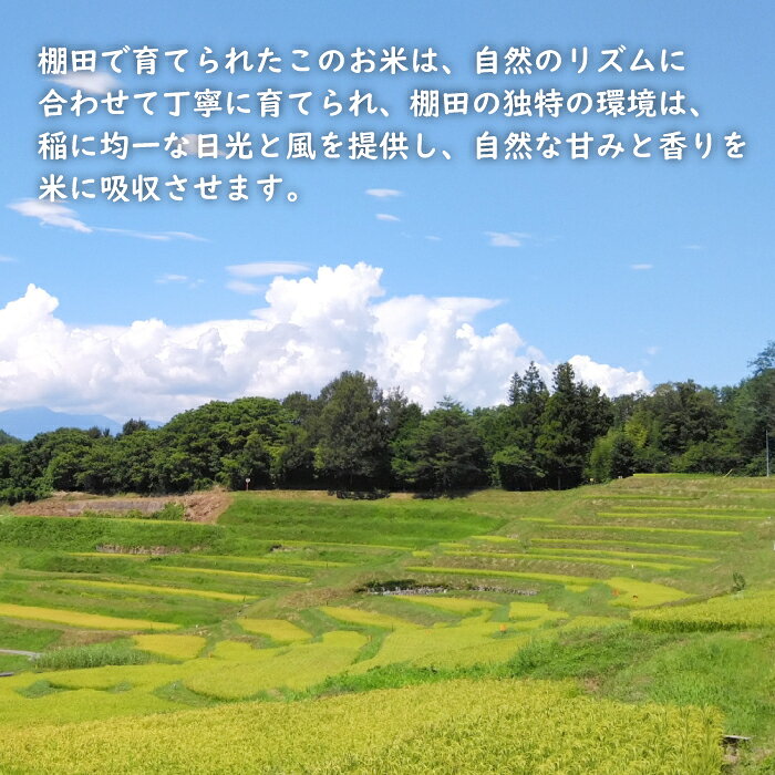 【ふるさと納税】健幸農園の棚田米 5kg・10kg 精米 白米 農家直送 米 5キロ 10キロ f282260-awaji-10002448 兵庫県淡路市 サンプル画像2