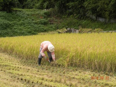 【ふるさと納税】 【令和8年産】コシヒカリ 白米 3kg 新米 先行受付 播州 「 飯見の郷 」　【 米 こめ コメ 精米 玄米 8年産 令和8年 新米 こしひかり 秀 棚田 限定 数量限定 兵庫県産 宍粟市産 しそうし 】AJ1 f282278-shiso-10000602 兵庫県宍粟市 サンプル画像3