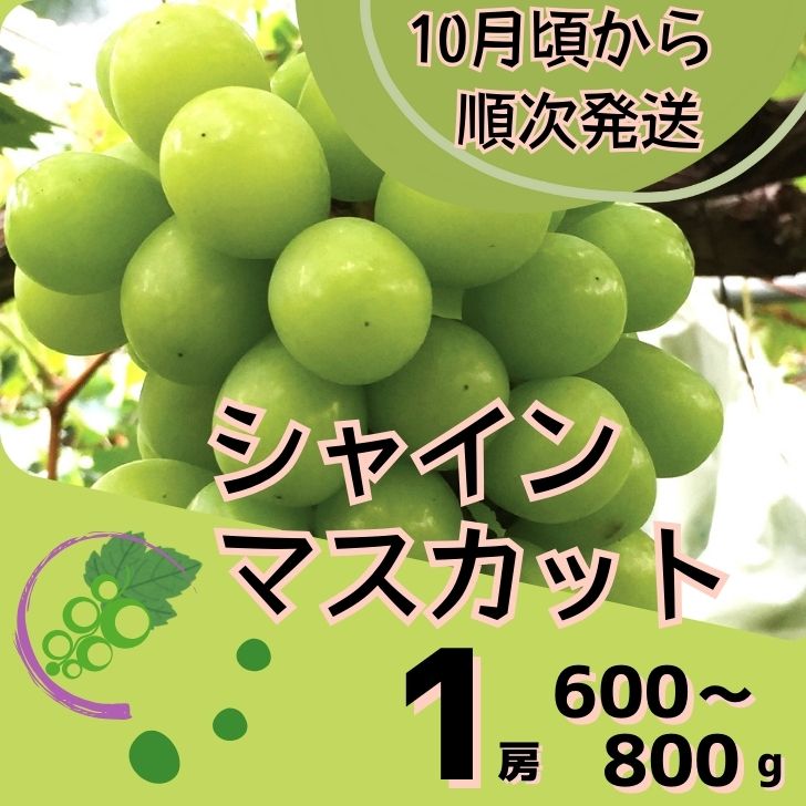 【ふるさと納税】Y6　シャインマスカット 1房（ 600g ~ 800g )※10月ごろより順次発送※　【 ぶどう ブドウ 数量限定 大粒 ギフト 自宅用 贈答 】