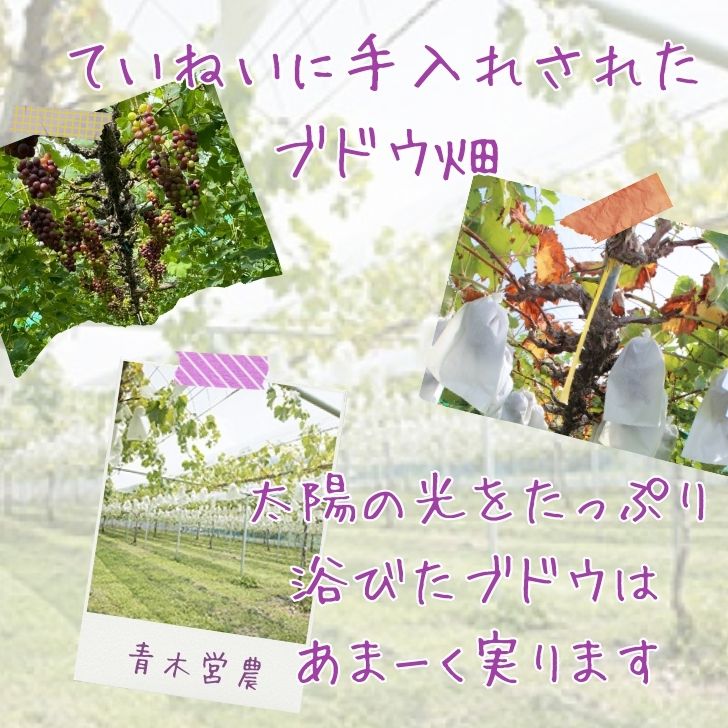 【ふるさと納税】特選 ぶどう 6kg 詰め合わせ（8月中旬以降順次発送）ブドウ 葡萄 詰合せ セット 贈答 藤稔 紫玉 ピオーネ シャインマスカット ギフト 自宅用 Y5
