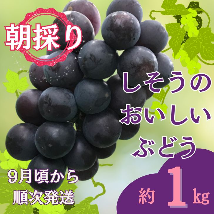 令和7年産 先行受付 I6 しそうのおいしい ぶどう 約1kg(9月ごろより順次発送)