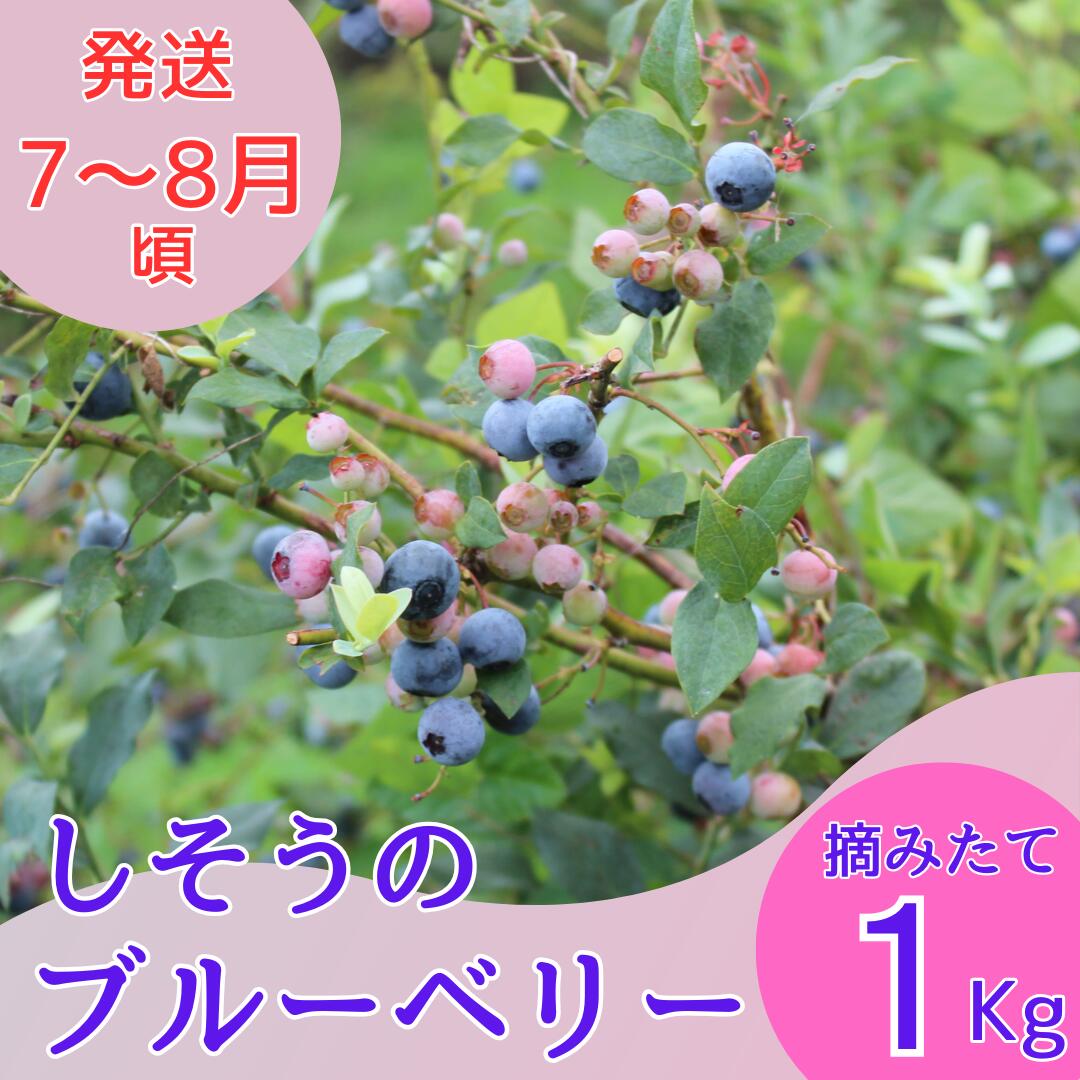 【ふるさと納税】期間限定 フレッシュ ブルーベリー 無農薬 1kg（500g×2）宍粟市産 産地直送 国産 大...