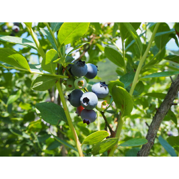 【ふるさと納税】K6 しそうのブルーベリー