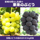 《令和6年産》岩崎光昭さん生産の「東条のぶどう」　　お届け：2024年8月21日～2024年9月25日