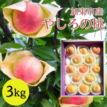 加東市産『やしろの桃』3kg　【果物・もも・桃・フルーツ・3kg】　お届け：2023年7月中旬〜2023年8月上旬