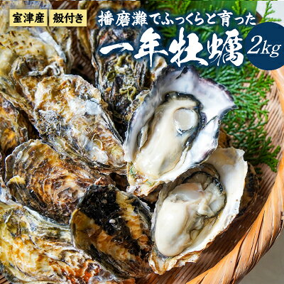 H-11【12月〜3月限定】 室津産 殻つき牡蠣 2kg