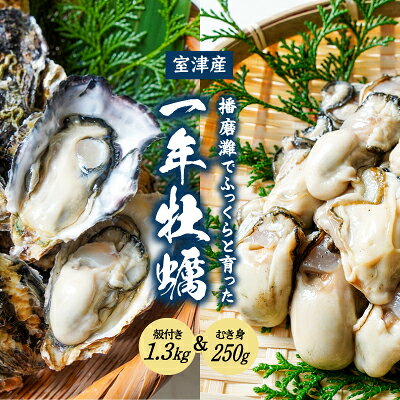 H-12【12月〜3月限定】 室津産 殻付き牡蠣 1.3kg + むき身 250g