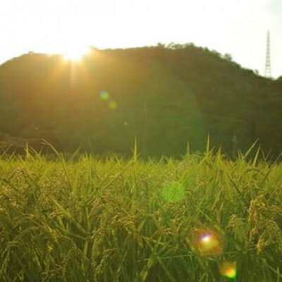 【ふるさと納税】猪名川町のお米コシヒカリ(玄米)(10kg/20kg/30kg)【G1432244】