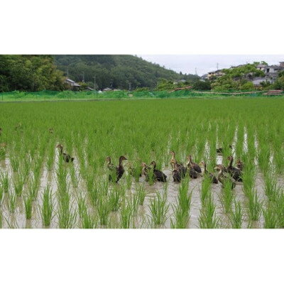 【ふるさと納税】猪名川町産あいがも米　コシヒカリ(玄米)(10kg/20kg/30kg)【G1432251】