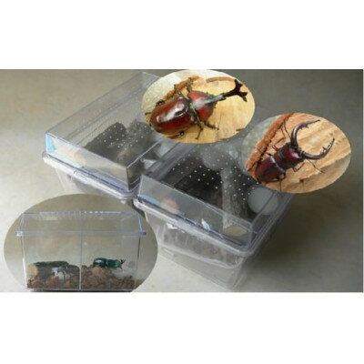 【ふるさと納税】カブト虫・ノコギリクワガタ成虫ペア飼育セット付【1505384】