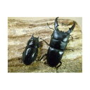 【ふるさと納税】国産(本土)ヒラタクワガタ成虫ペア飼育セット付き【1506076】