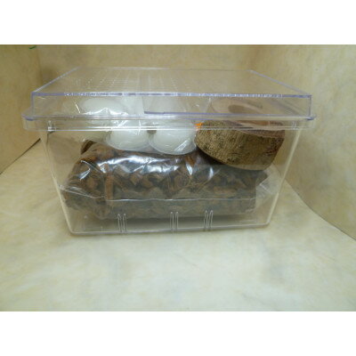 【ふるさと納税】国産オオクワガタ成虫ペア飼育セット付き【1506078】