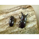 【ふるさと納税】ダイトウヒラタクワガタ成虫ペア飼育セット付【1513604】
