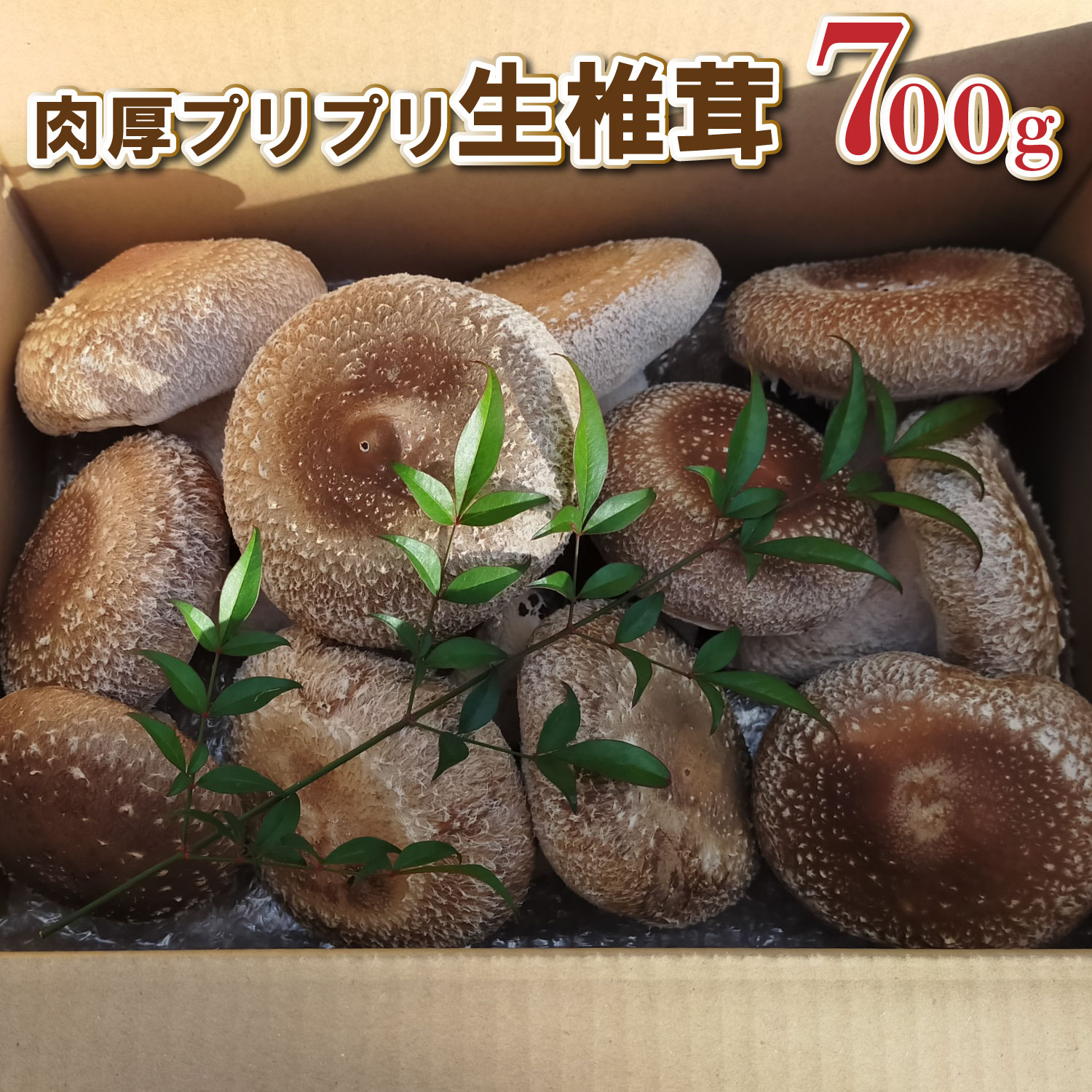 【ふるさと納税】肉厚プリプリ生椎茸 700g！[672]