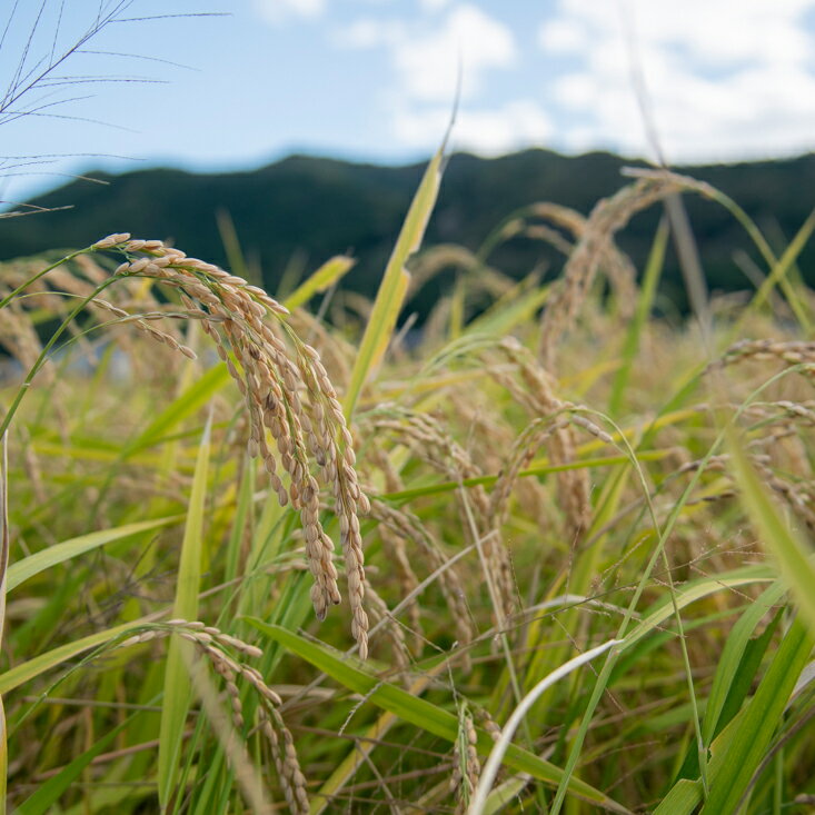 【ふるさと納税】新米予約 令和7年産 お米 コシヒカリ 精米 兵庫県多可町産