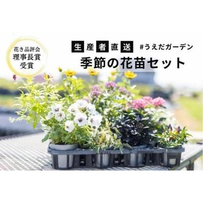 【ふるさと納税】花 季節の花苗 セット 花き品評会理事長賞受賞 花苗 生産者直送 庭 ガーデニング 花壇 苗 苗木 花の苗 花の苗物 配送不可：北海道・沖縄・離島 【 苗物 】