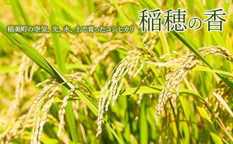 【ふるさと納税】【令和7年産】米 コシヒカリ 稲穂の香 10kg 精米 白米 お米 こめ コメ 最高級米 ご飯 ごはん こしひかり 兵庫県産 兵庫 兵庫県 稲美町