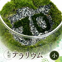 【ふるさと納税】丸型テラリウム(小)