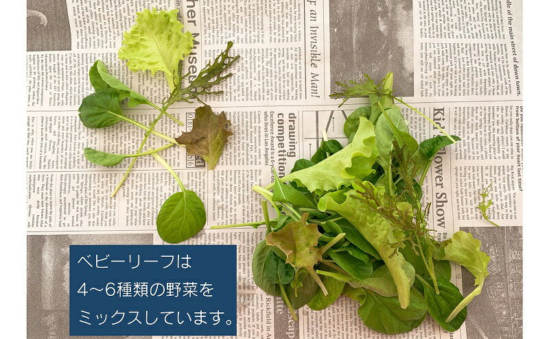 兵庫県播磨町の【ふるさと納税】【定期便6回】毎月お届け 水耕野菜セット（3～5種類10パック程）　お届け：2026年7月上旬～8月下旬まで｜アングル3