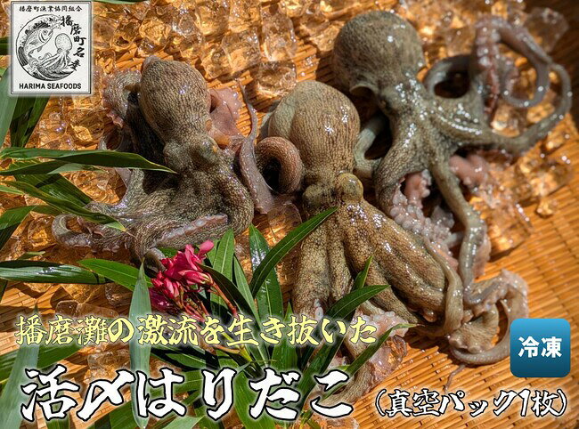 【ふるさと納税】播磨町産 はりだこ(ほしだこ)1匹 播磨町産 活け〆はりだこ 1匹 セ...