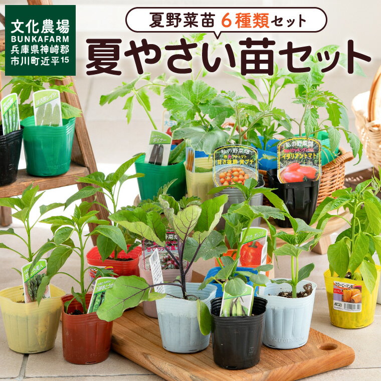 【ふるさと納税】夏野菜苗セット（6種）/ サラダ野菜 苗 プランター ガーデニング 野菜 栽培 ベランダ菜園 培土 009BK01N.