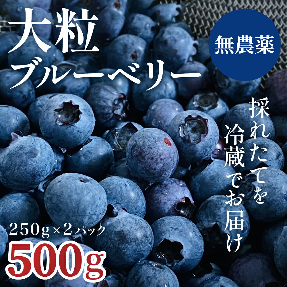 13位! 口コミ数「1件」評価「5」【予約販売】無農薬 ブルーベリー 完熟 生 詰め合わせ（250g×2パック）2024年 冷蔵 生食 大粒 フルーツ 果物 くだもの 国産 数･･･ 