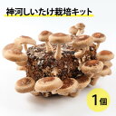 【ふるさと納税】神河しいたけ栽培キット(しいたけ菌床)1個 ※10月〜4月発送【1355216】