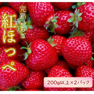 【ふるさと納税】先行予約【2024年1月以降順次発送】朝採り完熟いちご【紅ほっぺ】　200g以上×2パック【配送不可地域：離島・北海道・沖縄県・東北】【1434475】