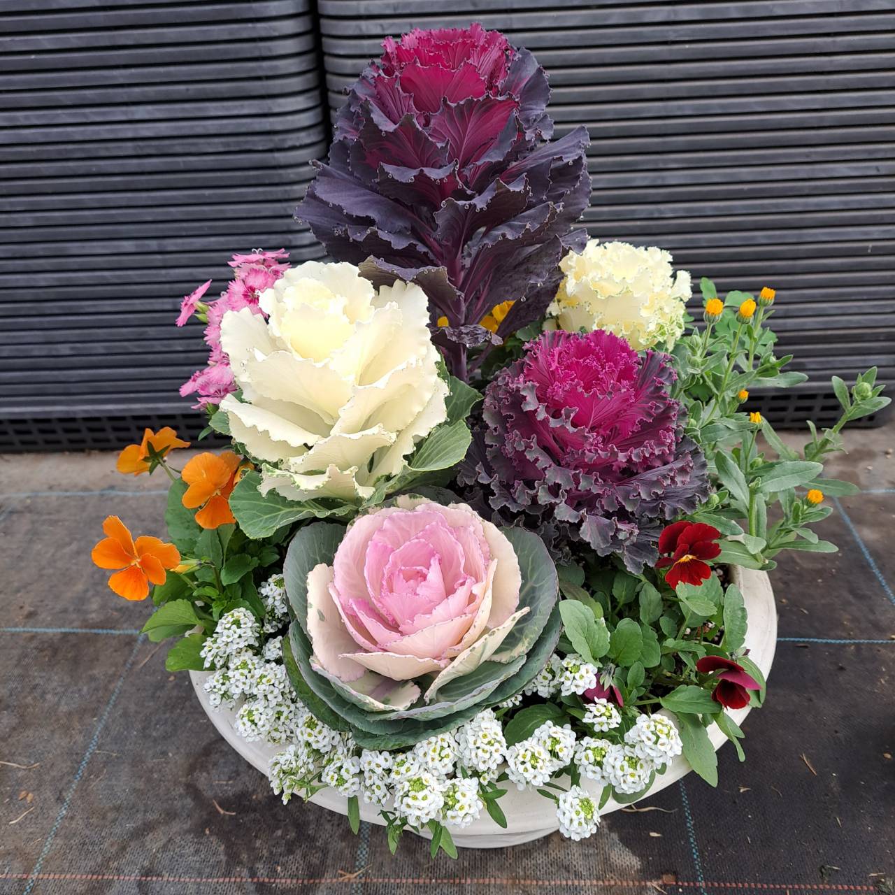 ハボタンの寄せ植え | 兵庫県 上郡町 ハボタン 花苗 花 ガーデニング 鉢花 葉牡丹 葉 園芸 ガーデン 庭