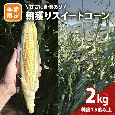 【ふるさと納税】季節限定 甘さに自信あり 朝獲りスイートコーン2kg（5～6本）/糖度15度以上/　　 野菜 とうもろこし 夏野菜 高糖度 柔らかい みずみずしい 早朝収穫 旬の野菜 　お届け：2023年7月上旬～2023年7月下旬までのサムネイル