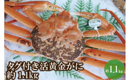 幻のカニ 兵庫県香住産 タグ付き 活 黄金ガニ 約1.1kg 送料無料 カニ かに 蟹 海鮮 かに 蟹爪 蟹しゃぶ ギフト 鍋 香住ガニ かにすき かにみそ 姿 焼きガニ 焼き蟹 お取り寄せグルメ 07-39