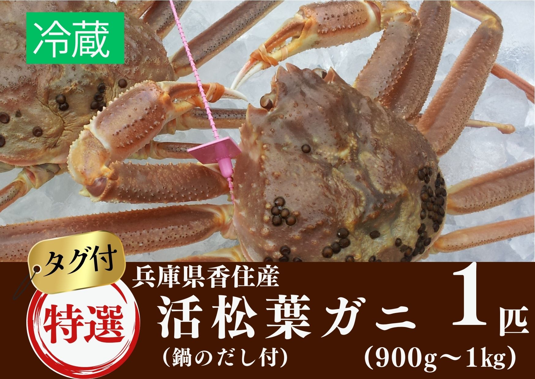 【ふるさと納税】兵庫県香住産 特選 活松葉ガニ 1匹(約900g～1kg) 冷蔵 カニ かに 蟹カニすき カニ刺し 焼がに 茹でがに 当日茹でたて発送 産地証明のタグ付き松葉ガニをお届け 松葉ガニ 松葉蟹 香美町 宿院商店 33-27