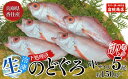 29位! 口コミ数「0件」評価「0」調理済 香住産 のどぐろ 中サイズ 5匹 (生 冷凍) 1匹約150g前後 計約700～800g アカムツ 高級魚 鮮魚 魚 魚介 魚介類 ･･･ 