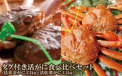 【ふるさと納税】海鮮セット 2種 タグ付き 活 松葉ガニ 黄金がに 2杯 計2.2kg 食べ比べセット カニ かに 蟹 ズワイガ…