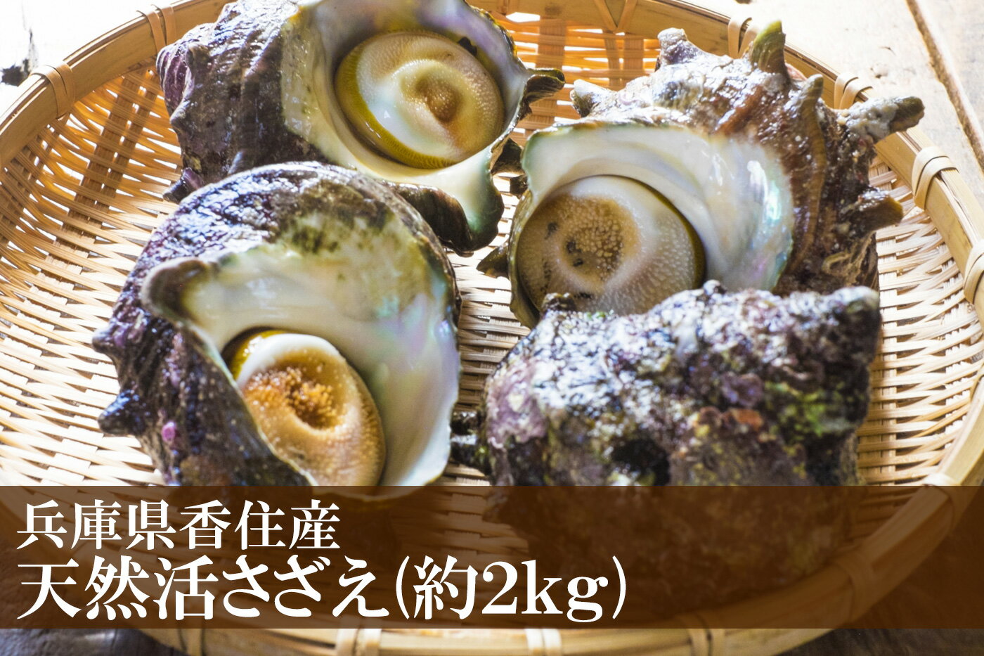 【ふるさと納税】天然活サザエ 2kg (殻付き) つぼ焼き 活 さざえ 貝 魚介類 魚貝類 新鮮 海鮮 炊き込みご飯 サザエ飯 酒の肴 バーベキュー BBQ 日本海 香美町 天然兵庫県香住産 贈り物 宿院商店 33-20