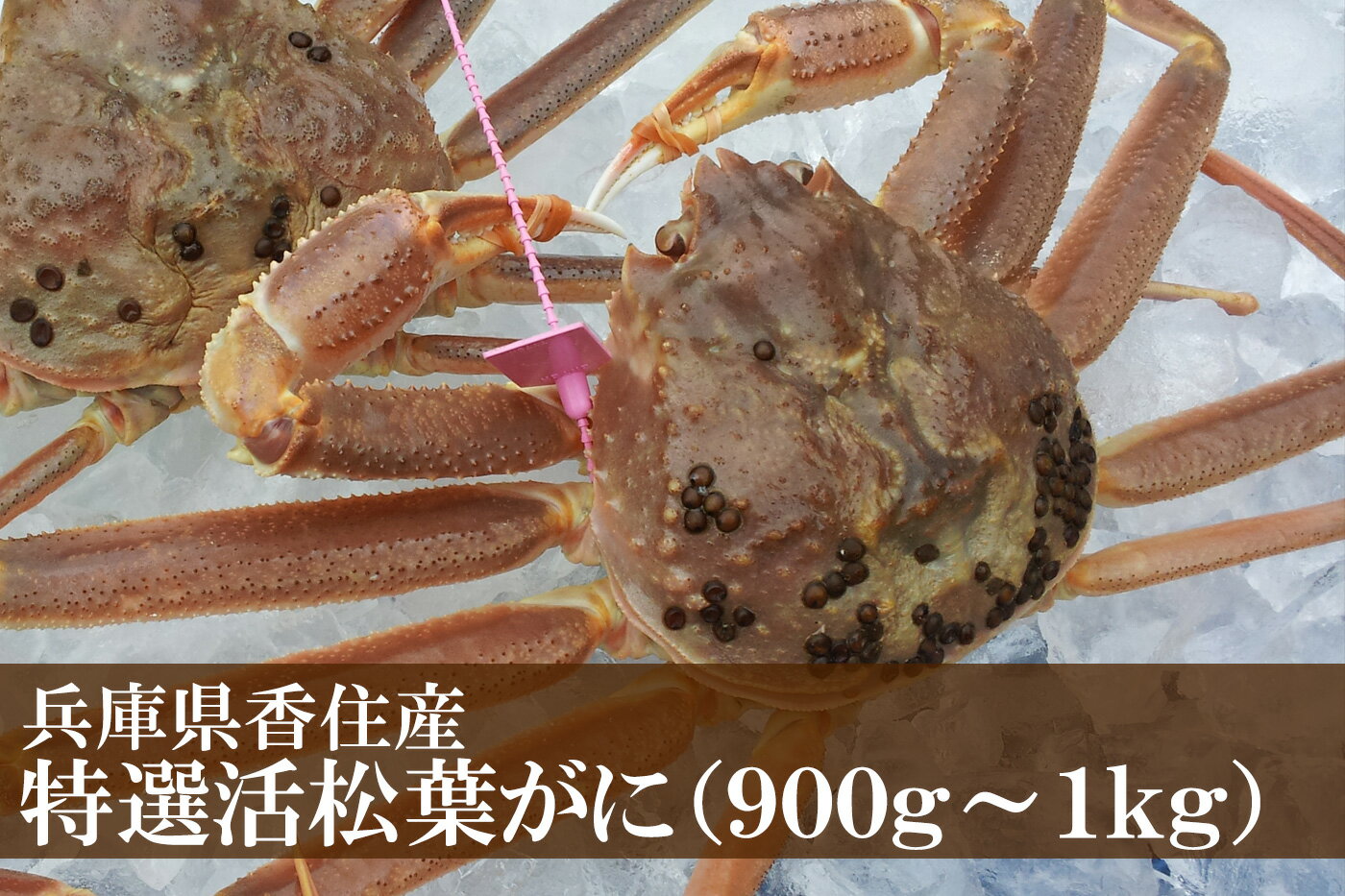 【ふるさと納税】先行予約 兵庫県香住産 特選 活松葉ガニ 1匹(約900g～1kg) 冷蔵 カニ か...