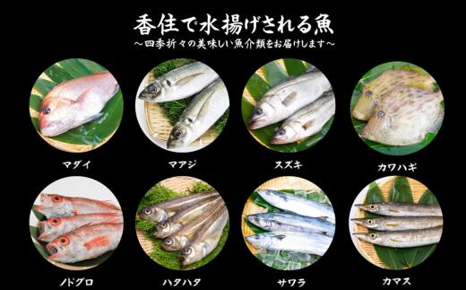 【ふるさと納税】旬の地魚セット 4～5種 1.5kg～2kg 送料無料 天然 魚介類 冷蔵 海鮮 海鮮セット 魚 鮮魚セット 詰め合わせ 海の幸 旬 おまかせ お刺身 煮魚 焼魚 フライ 家族 内祝い ツバス サザエ ハタハタ イカ カレイ 朝どれ ウロコ・内臓除去可 33-11 f285854-kami-10000210 兵庫県香美町 サンプル画像2